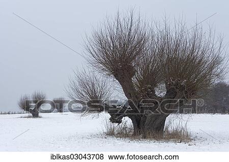 "Lower Rhine landscape with willow trees (Salix sp. ) in winter, Niederrhein, Dusseldorf-Wittlaer, North Rhine-Westphalia, Germany, Europe" View Large Photo Image Stock Photo - "Lower Rhine landscape with willow trees (Salix sp. ) in winter, Niederrhein, Dusseldorf-Wittlaer, North Rhine-Westphalia, Germany, Europe". Fotosearch