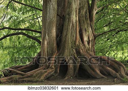"Lower trunk of a Dawn Redwood (Metasequoia glyptostroboides), Mainau, Baden-Wurttemberg, Germany, Europe" View Large Photo Image Stock Image - "Lower trunk of a Dawn Redwood (Metasequoia glyptostroboides), Mainau, Baden-Wurttemberg, Germany, Europe". Fotosearch