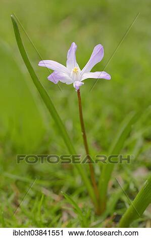 "Lucile's Glory-of-the-snow (Chionodoxa luciliae), North Rhine-Westphalia, Germany, Europe" View Large Photo Image Stock Image - "Lucile's Glory-of-the-snow (Chionodoxa luciliae), North Rhine-Westphalia, Germany, Europe". Fotosearch