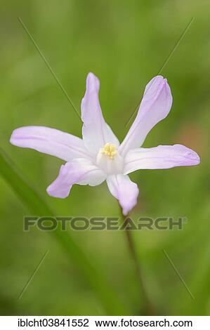 "Lucile's Glory-of-the-snow (Chionodoxa luciliae), blossom, North Rhine-Westphalia, Germany, Europe" View Large Photo Image Stock Image - "Lucile's Glory-of-the-snow (Chionodoxa luciliae), blossom, North Rhine-Westphalia, Germany, Europe". Fotosearch
