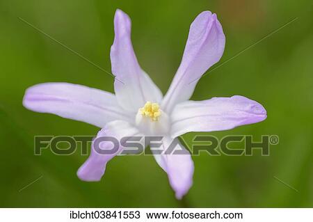 "Lucile's Glory-of-the-snow (Chionodoxa luciliae), blossom, North Rhine-Westphalia, Germany, Europe" View Large Photo Image Stock Image - "Lucile's Glory-of-the-snow (Chionodoxa luciliae), blossom, North Rhine-Westphalia, Germany, Europe". Fotosearch