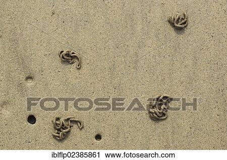 "Lugworm (Arenicola marina), casts and holes, on sandy beach, Polzeath, Cornwall, England, United Kingdom, Europe" View Large Photo Image Stock Image - "Lugworm (Arenicola marina), casts and holes, on sandy beach, Polzeath, Cornwall, England, United Kingdom, Europe". Fotosearch