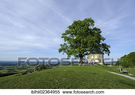 Stock Photography - "Luitpold oak and chapel at Toerwang, Samerberg, Chiemgau region, Chiemgau Alps, Upper Bavaria, Bavaria, Germany, Europe, PublicGround, Europe". Fotosearch