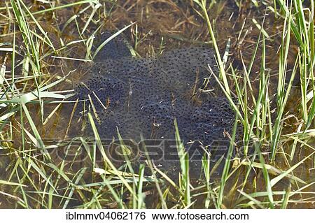 "Lump of spawn from the Moor Frog (Rana arvalis), Middle Elbe Biosphere Reserve, Saxony-Anhalt, Germany, Europe" View Large Photo Image Stock Photograph - "Lump of spawn from the Moor Frog (Rana arvalis), Middle Elbe Biosphere Reserve, Saxony-Anhalt, Germany, Europe". Fotosearch
