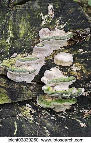 "Lumpy Bracket (Trametes gibbosa), North Rhine-Westphalia, Germany, Europe" View Large Photo Image Stock Image - "Lumpy Bracket (Trametes gibbosa), North Rhine-Westphalia, Germany, Europe". Fotosearch