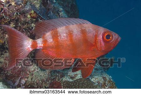 "Lunar-tailed Bigeye or Moontail Bullseye (Priacanthus hamrur), Great Barrier Reef, Queensland, Australia, Oceania" View Large Photo Image Picture - "Lunar-tailed Bigeye or Moontail Bullseye (Priacanthus hamrur), Great Barrier Reef, Queensland, Australia, Oceania". Fotosearch