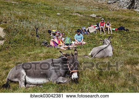 "Lunch break, donkey hike in the Queyras valley, Alps, Provence-Alpes-Cote d'Azur, Queyras Sudalpen, Hautes-Alpes, France, Europe" View Large Photo Image Stock Image - "Lunch break, donkey hike in the Queyras valley, Alps, Provence-Alpes-Cote d'Azur, Queyras Sudalpen, Hautes-Alpes, France, Europe". Fotosearch