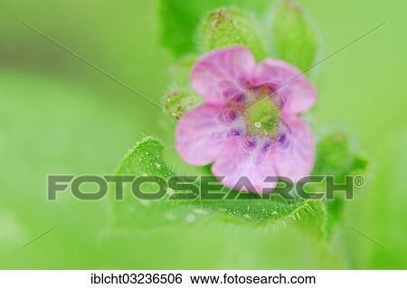 Stock Photograph - "Lungwort or Our Lady's Milk Drops (Pulmonaria officinalis) flower, North Rhine-Westphalia, Germany, Europe". Fotosearch
