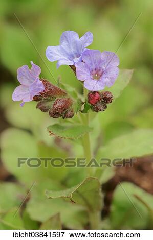 "Lungwort (Pulmonaria officinalis), North Rhine-Westphalia, Germany, Europe" View Large Photo Image Stock Photo - "Lungwort (Pulmonaria officinalis), North Rhine-Westphalia, Germany, Europe". Fotosearch