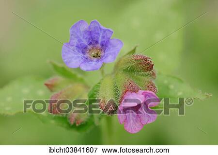 Stock Photo - "Lungwort (Pulmonaria officinalis), blossoms, North Rhine-Westphalia, Germany, Europe". Fotosearch