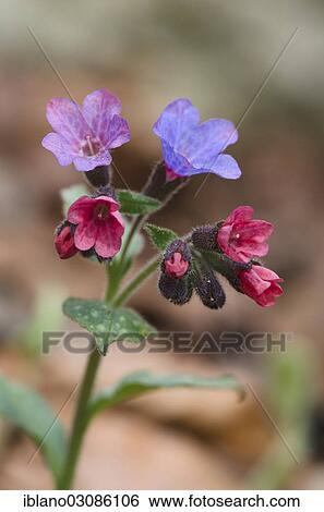 "Lungwort (Pulmonaria officinalis), Tyrol, Austria, Europe" View Large Photo Image Stock Photograph - "Lungwort (Pulmonaria officinalis), Tyrol, Austria, Europe". Fotosearch