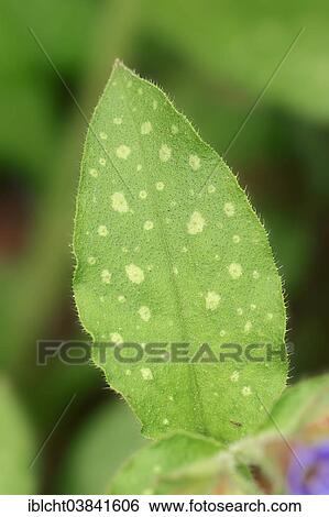 "Lungwort (Pulmonaria officinalis), leaf, North Rhine-Westphalia, Germany, Europe" View Large Photo Image Stock Photograph - "Lungwort (Pulmonaria officinalis), leaf, North Rhine-Westphalia, Germany, Europe". Fotosearch
