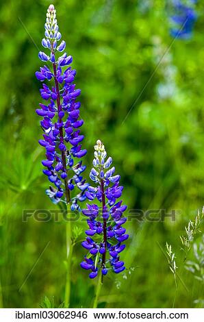 "Lupin flowers (Lupinus), Gnosjo, Sweden, Europe" View Large Photo Image Stock Photograph - "Lupin flowers (Lupinus), Gnosjo, Sweden, Europe". Fotosearch