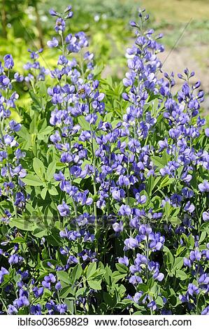 "Lupine, Blue Wild Indigo or Blue False Indigo (Baptisia australis), flowering, ornamental and dye-producing plant in North America, Thuringia, Germany, Europe" View Large Photo Image Stock Photo - "Lupine, Blue Wild Indigo or Blue False Indigo (Baptisia australis), flowering, ornamental and dye-producing plant in North America, Thuringia, Germany, Europe". Fotosearch