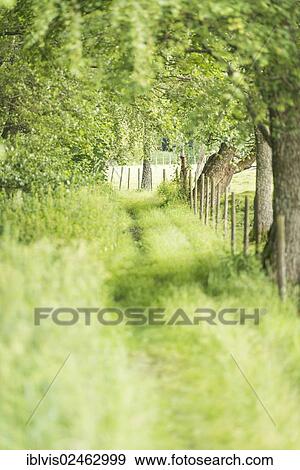 Stock Photo - Lush green landscape with path running through woods. Fotosearch