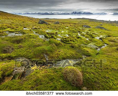 "Lush moss with small streams, Spitsbergen Island, Svalbard Archipelago, Svalbard and Jan Mayen, Norway, Europe" View Large Photo Image Stock Photo - "Lush moss with small streams, Spitsbergen Island, Svalbard Archipelago, Svalbard and Jan Mayen, Norway, Europe". Fotosearch