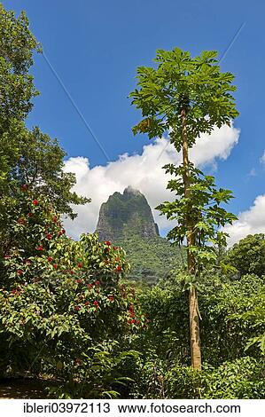 "Lush vegetation with flowers and papayas in front of volcano Mont Tohiea, Mo'orea, French Polynesia, Oceania" View Large Photo Image Stock Image - "Lush vegetation with flowers and papayas in front of volcano Mont Tohiea, Mo'orea, French Polynesia, Oceania". Fotosearch