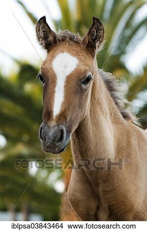 "Lusitano horse, foal, Andalusia, Spain, Europe" View Large Photo Image Picture - "Lusitano horse, foal, Andalusia, Spain, Europe". Fotosearch
