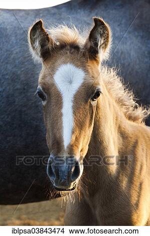Picture - "Lusitano horse, foal, Andalusia, Spain, Europe". Fotosearch