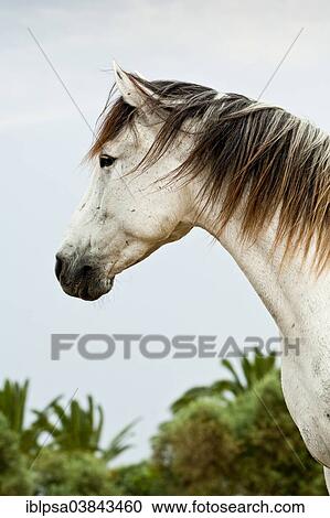 "Lusitano horse, gelding, white horse, Andalusia, Spain, Europe" View Large Photo Image Stock Image - "Lusitano horse, gelding, white horse, Andalusia, Spain, Europe". Fotosearch