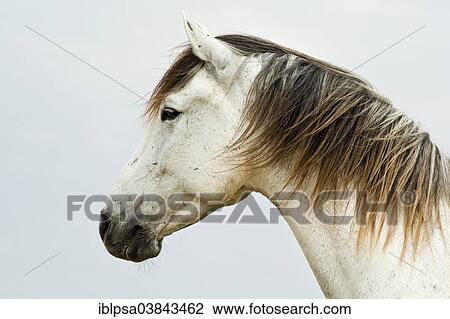 "Lusitano horse, gelding, white horse, Andalusia, Spain, Europe" View Large Photo Image Stock Image - "Lusitano horse, gelding, white horse, Andalusia, Spain, Europe". Fotosearch