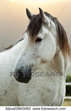 "Lusitano horse, gelding, white horse, Andalusia, Spain, Europe" View Large Photo Image Stock Image - "Lusitano horse, gelding, white horse, Andalusia, Spain, Europe". Fotosearch