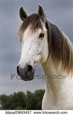 "Lusitano horse, gelding, white horse, Andalusia, Spain, Europe" View Large Photo Image Stock Photo - "Lusitano horse, gelding, white horse, Andalusia, Spain, Europe". Fotosearch
