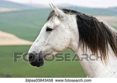 "Lusitano horse, gelding, white horse, Andalusia, Spain, Europe" View Large Photo Image Stock Photo - "Lusitano horse, gelding, white horse, Andalusia, Spain, Europe". Fotosearch