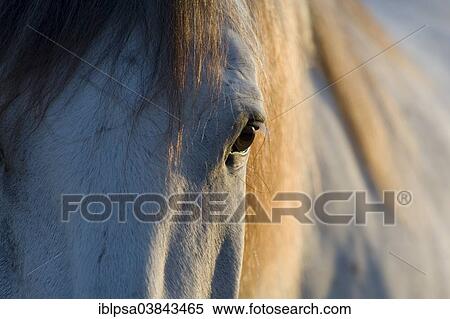 "Lusitano horse, gelding, white horse, Andalusia, Spain, Europe" View Large Photo Image Stock Photography - "Lusitano horse, gelding, white horse, Andalusia, Spain, Europe". Fotosearch