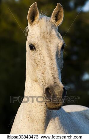"Lusitano horse, mare, white horse, Andalusia, Spain, Europe" View Large Photo Image Stock Image - "Lusitano horse, mare, white horse, Andalusia, Spain, Europe". Fotosearch