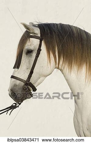 "Lusitano horse, white horse, Vaquero bridle, Andalusia, Spain, Europe" View Large Photo Image Stock Image - "Lusitano horse, white horse, Vaquero bridle, Andalusia, Spain, Europe". Fotosearch