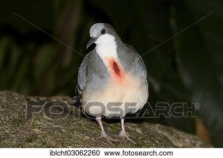 "Luzon Bleeding-Heart Pigeon (Gallicolumba luzonica), occurrence in the Philippines, captive, The Netherlands, Europe" View Large Photo Image Stock Image - "Luzon Bleeding-Heart Pigeon (Gallicolumba luzonica), occurrence in the Philippines, captive, The Netherlands, Europe". Fotosearch