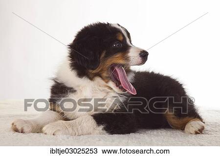 "Lying Australian Shepherd puppy, Germany, Europe" View Large Photo Image Stock Image - "Lying Australian Shepherd puppy, Germany, Europe". Fotosearch