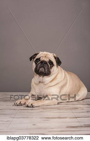 Lying beige Pug View Large Photo Image Stock Image - Lying beige Pug. Fotosearch