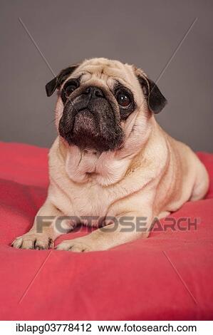 Lying beige Pug View Large Photo Image Stock Image - Lying beige Pug. Fotosearch