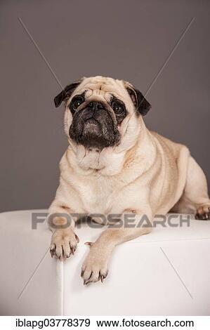 Lying beige Pug View Large Photo Image Stock Photo - Lying beige Pug. Fotosearch