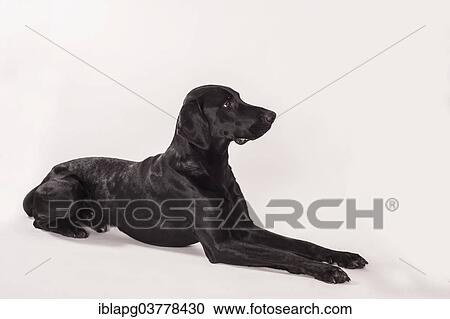 Lying big black mongrel View Large Photo Image Stock Image - Lying big black mongrel. Fotosearch