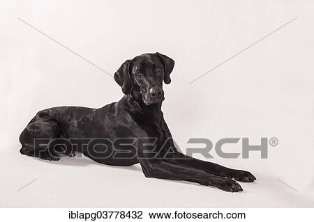 Lying big black mongrel View Large Photo Image Stock Image - Lying big black mongrel. Fotosearch