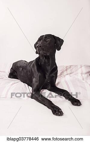 Lying big black mongrel View Large Photo Image Stock Photograph - Lying big black mongrel. Fotosearch