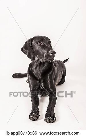 Lying big black mongrel View Large Photo Image Stock Photograph - Lying big black mongrel. Fotosearch