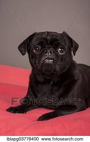Lying black Pug View Large Photo Image Stock Image - Lying black Pug. Fotosearch