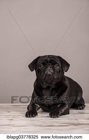 Stock Photography - Lying black Pug. Fotosearch
