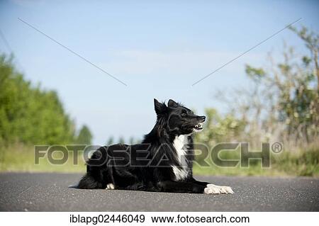 Lying Border Collie View Large Photo Image Stock Photo - Lying Border Collie. Fotosearch
