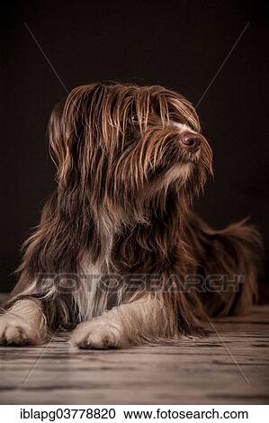 Stock Image - Lying brown mixed-breed dog. Fotosearch