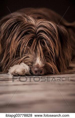 Lying brown mixed-breed dog View Large Photo Image Stock Photo - Lying brown mixed-breed dog. Fotosearch