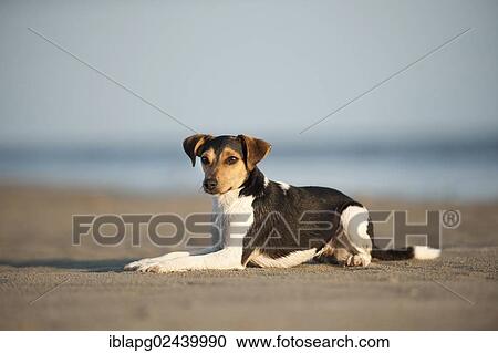 Stock Image - Lying Dansk-Svensk Gardshund or Danish? ÇôSwedish Farmdog. Fotosearch