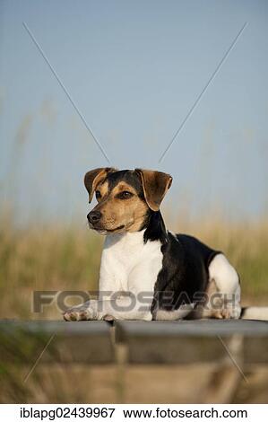 Stock Photo - Lying Dansk-Svensk Gardshund or Danish-Swedish Farmdog. Fotosearch
