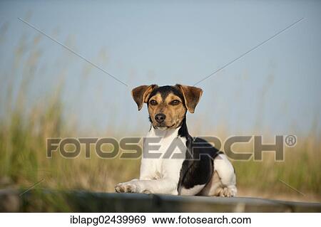 Stock Photo - Lying Dansk-Svensk Gardshund or Danish-Swedish Farmdog. Fotosearch