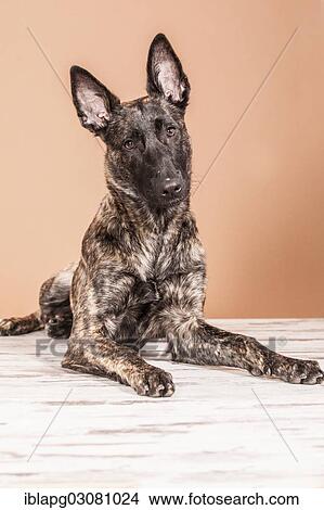 Lying Hollandse Herdershond or Dutch Shepherd Dog View Large Photo Image Picture - Lying Hollandse Herdershond or Dutch Shepherd Dog. Fotosearch