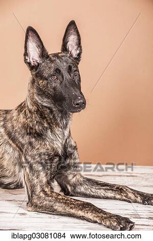 Lying Hollandse Herdershond or Dutch Shepherd Dog View Large Photo Image Picture - Lying Hollandse Herdershond or Dutch Shepherd Dog. Fotosearch